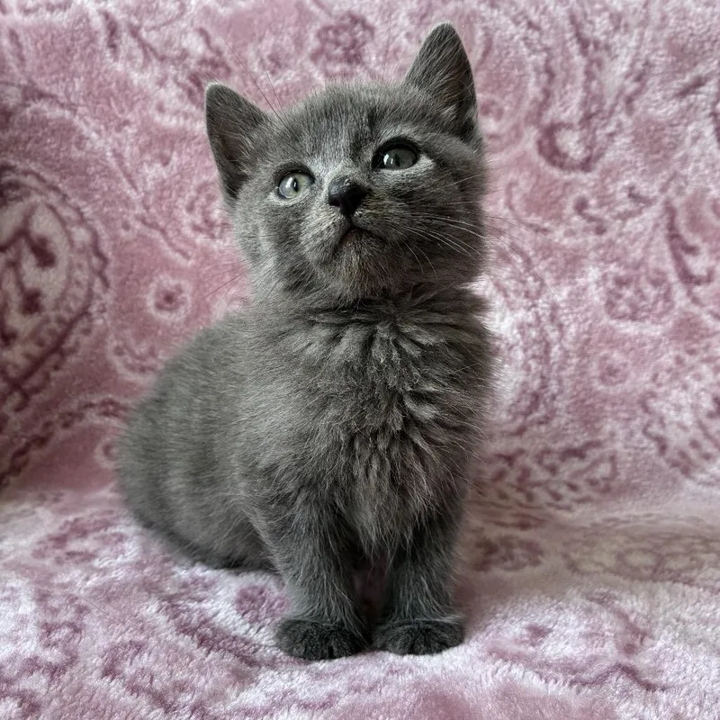 A baby small-sized male Gray / Blue / Silver Domestic Short Hair cat named Voss for adoption in Middle Village, NY