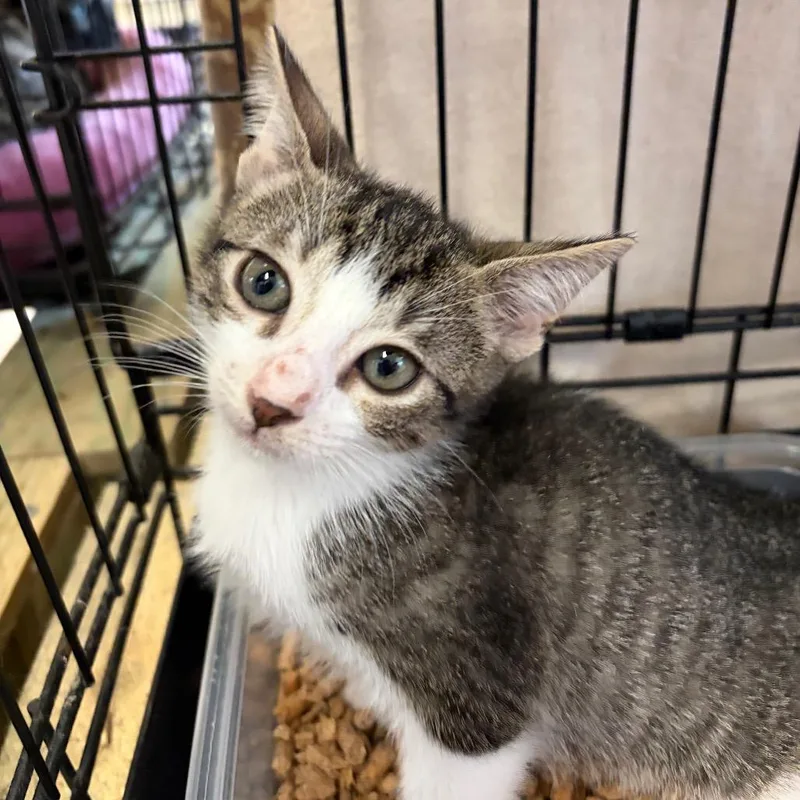 A baby small-sized male Brown / Chocolate Domestic Short Hair cat named Nelson for adoption in Webster, TX