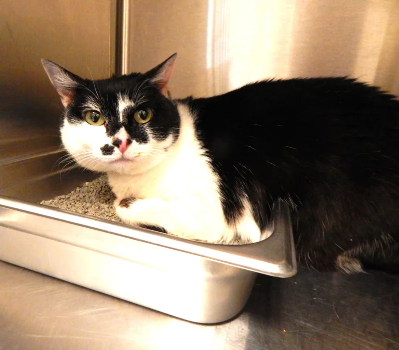 An adult medium-sized female Black Domestic Short Hair cat named Minnie for adoption in Mesquite, NV