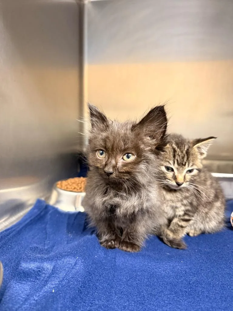 A baby medium-sized male Domestic Short Hair cat named Dolce for adoption in Burnsville, NC
