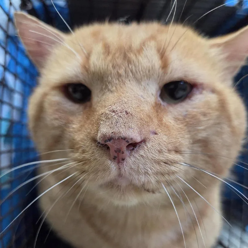An adult large-sized male Orange / Red Domestic Short Hair cat named Firecracker for adoption in Windsor, VA