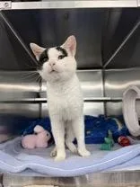 An adult medium-sized male Black & White / Tuxedo Domestic Short Hair cat named Po for adoption in Manitowoc, WI