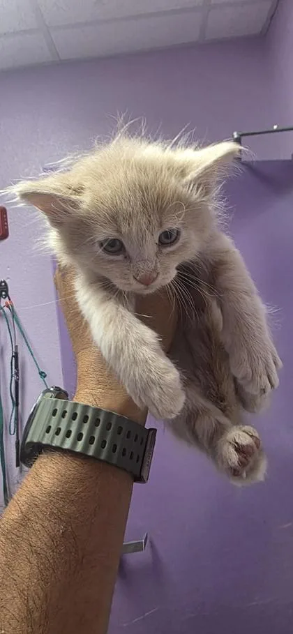 A baby small-sized male Buff / Tan / Fawn Domestic Medium Hair cat named 61016025 for adoption in El Paso, TX