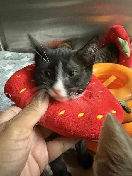 A baby small-sized female Domestic Short Hair cat named Uma for adoption in Kennewick, WA