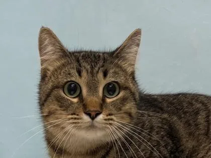 An adult small-sized male Domestic Medium Hair cat named Bunky for adoption in Woodbury, MN