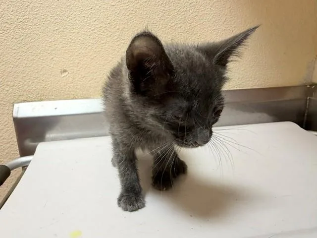 A baby small-sized male Domestic Short Hair cat named Forrest for adoption in Fairfield, CA