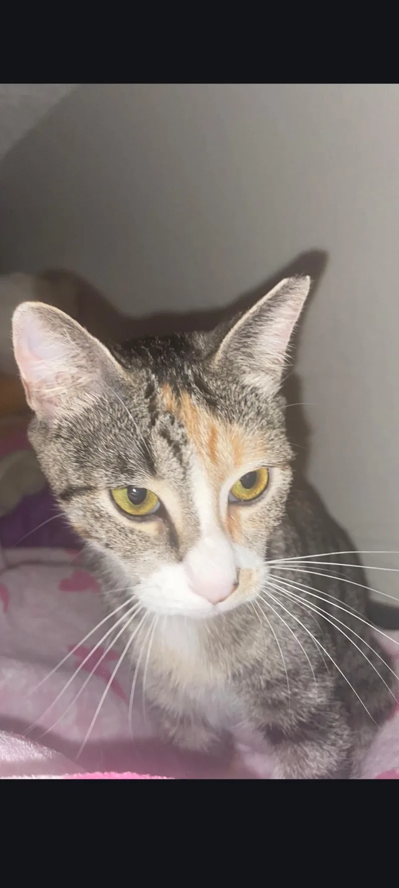 An adult medium-sized female Calico cat named Autumn for adoption in Los Angeles, CA