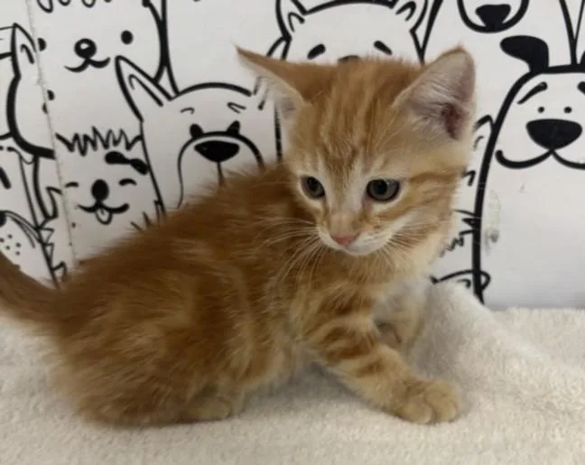 A baby small-sized female Domestic Short Hair cat named Francie for adoption in San Pedro, CA