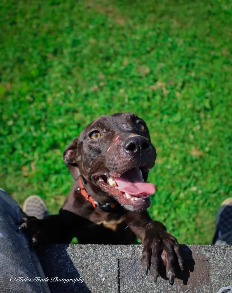 A young small-sized female Mixed Breed dog named Raven for adoption in Greensburg, IN