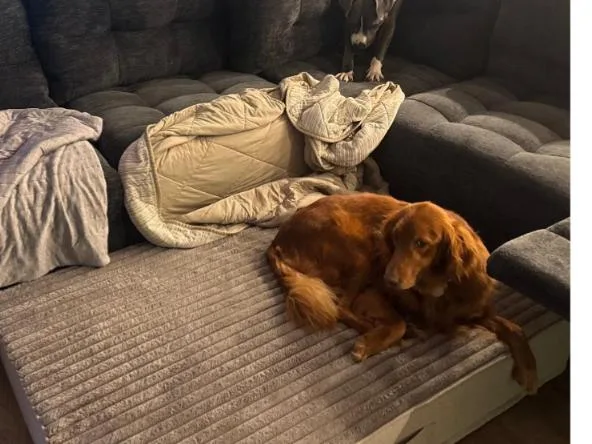 Amber And Ginger