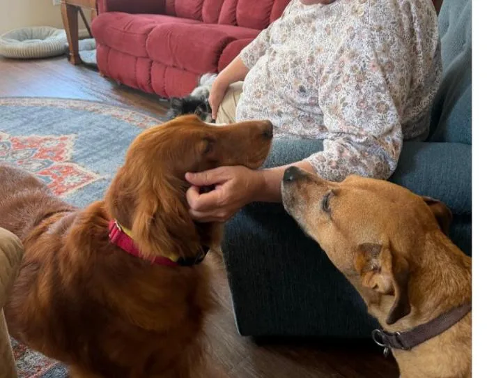 Amber And Ginger thumbnail 3