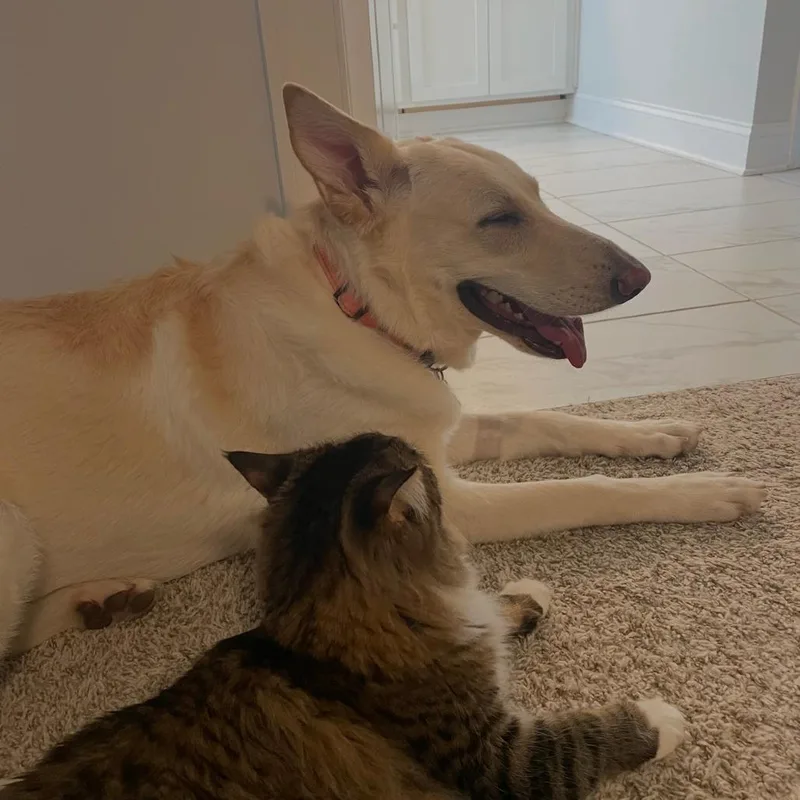 An adult large-sized female White / Cream White German Shepherd dog named Luna for adoption in Rossville, GA