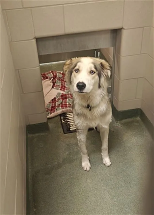 A young large-sized male Mixed Breed dog named Timmy for adoption in Santa Fe, NM