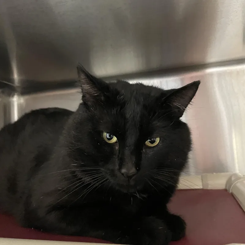 An adult large-sized male American Shorthair cat named Teddy for adoption in North Kingstown, RI