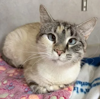 A young medium-sized female Seal Point Siamese cat named Mirielle for adoption in Salem, NH