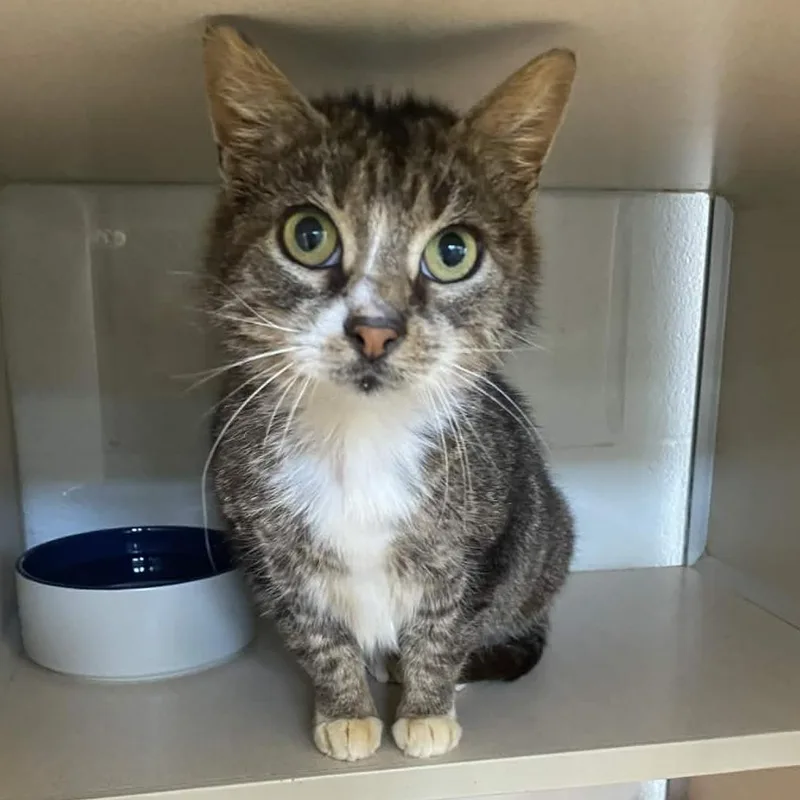 A senior medium-sized female Gray / Blue / Silver Domestic Short Hair cat named Eviction Notice for adoption in Gloucester, VA