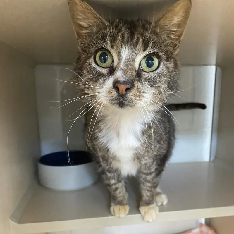 Eviction Notice thumbnail 2