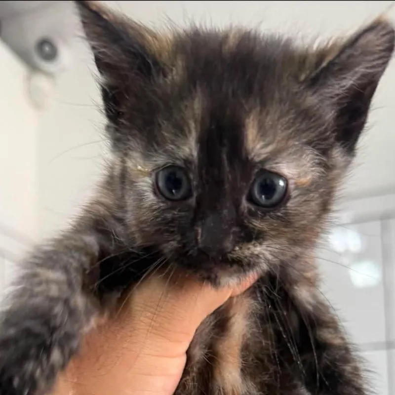 A baby small-sized female Tortoiseshell Domestic Short Hair cat named Bramble for adoption in San Diego, CA
