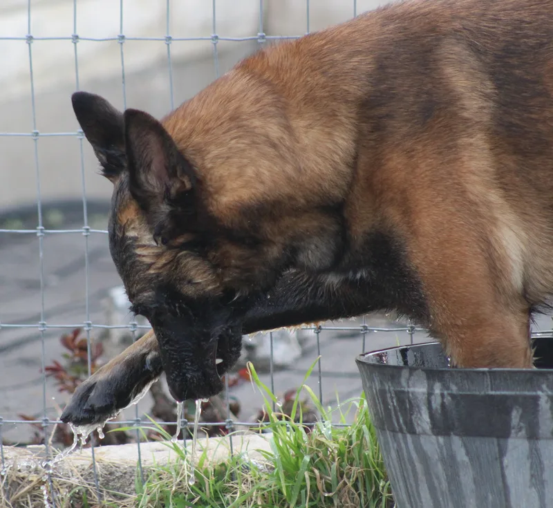 An adult large-sized male Red / Chestnut / Orange Belgian Shepherd / Malinois dog named Rooster for adoption in Temple, TX