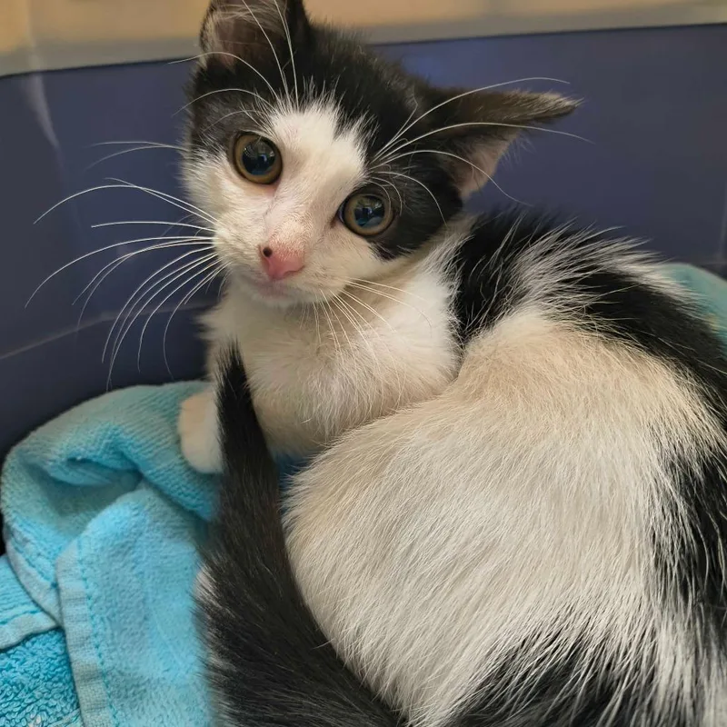 A baby small-sized female White Domestic Short Hair cat named Comcast for adoption in Deerfield, IL