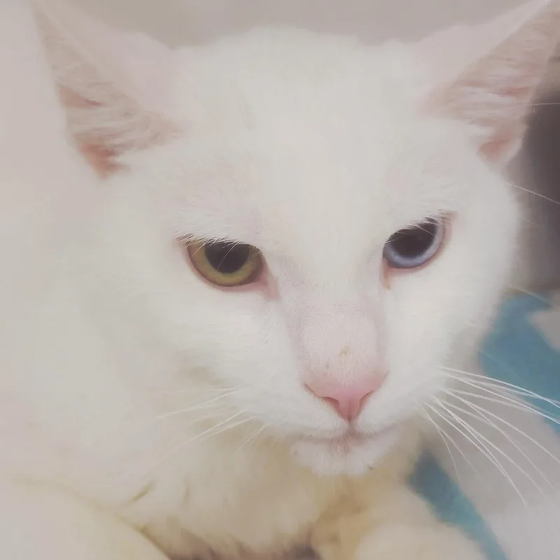 An adult medium-sized male White Domestic Short Hair cat named Callum for adoption in Redwood City, CA