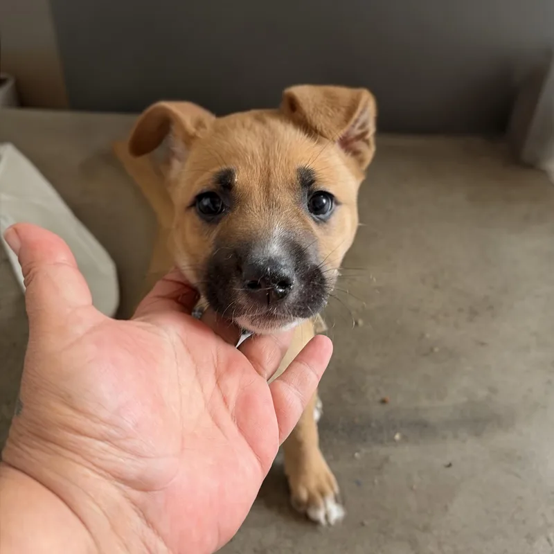 A baby medium-sized female Yellow / Tan / Blond / Fawn Parson Russell Terrier dog named Lucy for adoption in Sierra Madre, CA