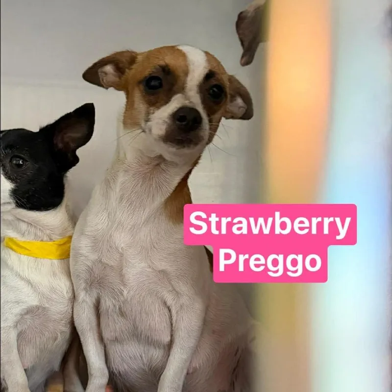 An adult small-sized female Black Chihuahua dog named Strawberry for adoption in Tampa, FL
