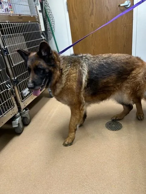 An adult large-sized female German Shepherd Dog dog named Betty for adoption in Norco, CA