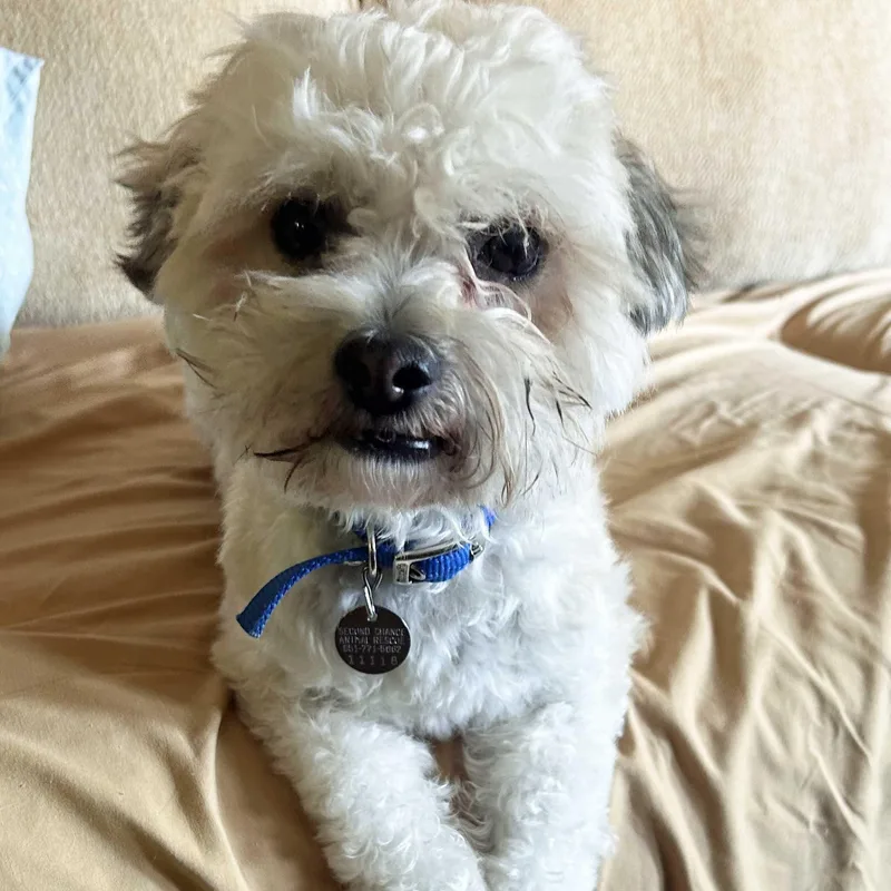 Billy thumbnail 2