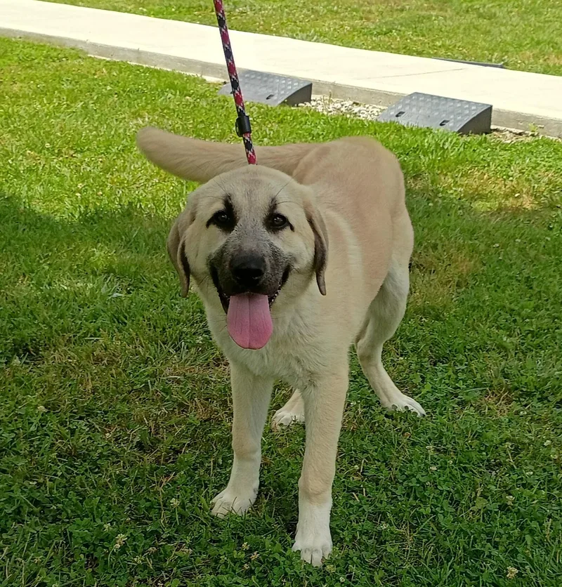 A young large-sized female White / Cream Anatolian Shepherd dog named Lily for adoption in Maynardville, TN
