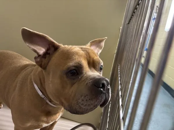 An adult medium-sized male Mixed Breed dog named Basil for adoption in New York, NY