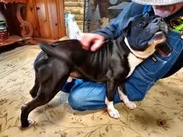 An adult medium-sized male Terrier dog named Rafael for adoption in Athens, TN