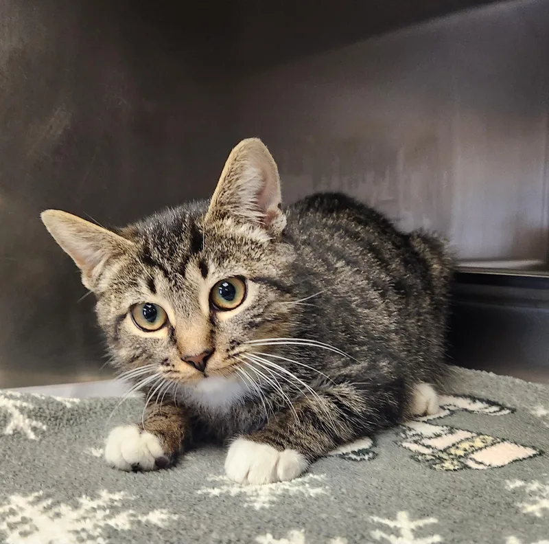 A baby medium-sized female Tabby (Brown / Chocolate) Domestic Short Hair cat named Agatha for adoption in Clayton, NJ