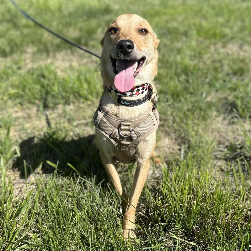 An adult medium-sized male Brown / Chocolate Husky dog named Dutton for adoption in Kansas City, MO