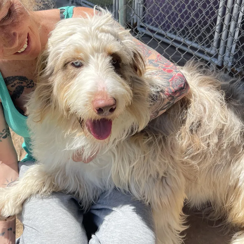 An adult large-sized male Bicolor Aussiedoodle dog named Figaro for adoption in Ontonagon, MI