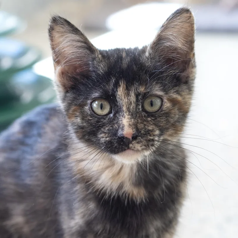 A baby medium-sized female Tortoiseshell Domestic Short Hair cat named Porridge for adoption in Pontiac, MI