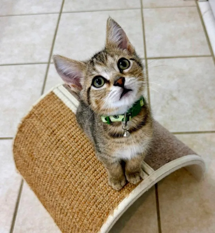 A young medium-sized male Tabby cat named Ned for adoption in Knoxville, TN