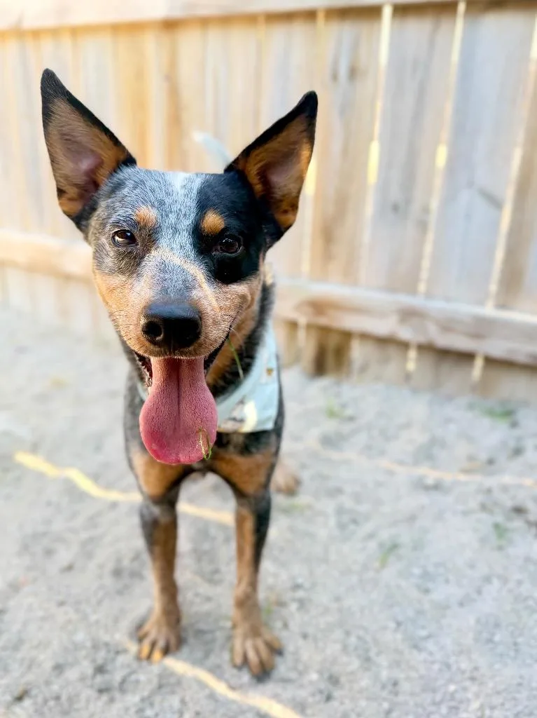 A young medium-sized male Cattle Dog dog named Bandit for adoption in Muskegon, MI