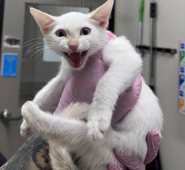 A baby small-sized male Domestic Short Hair cat named Dog for adoption in El Cajon, CA