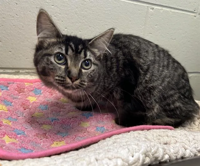 A young medium-sized female Domestic Medium Hair cat named Piano for adoption in Peoria, IL