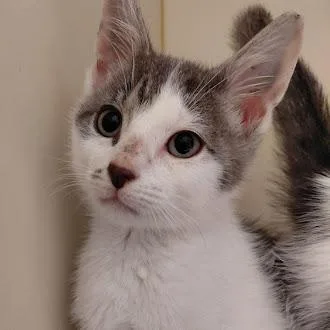 A young medium-sized male Gray & White Domestic Short Hair cat named Ricky for adoption in Germantown, TN