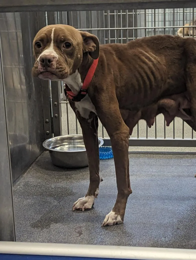 An adult medium-sized female Mixed Breed dog named Joplin for adoption in Dallas, TX