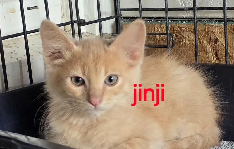 Jinji thumbnail 3