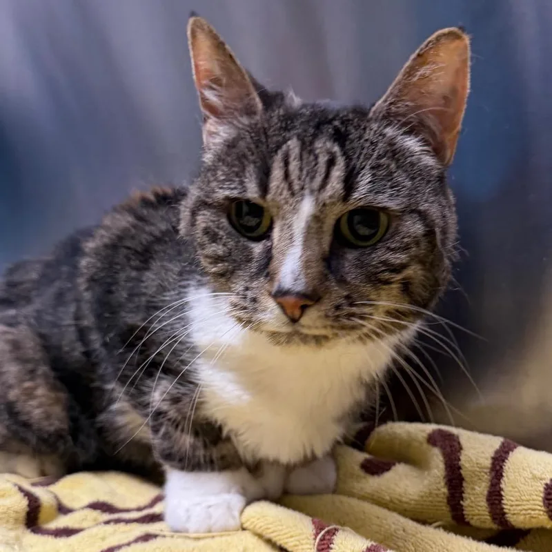 A senior medium-sized female Calico Domestic Short Hair cat named Bouddica for adoption in Providence, RI