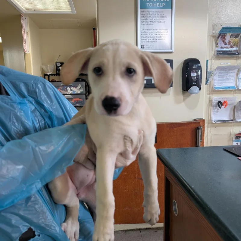 A baby medium-sized female Yellow / Tan / Blond / Fawn Shepherd dog named Kraven for adoption in Pasadena, CA