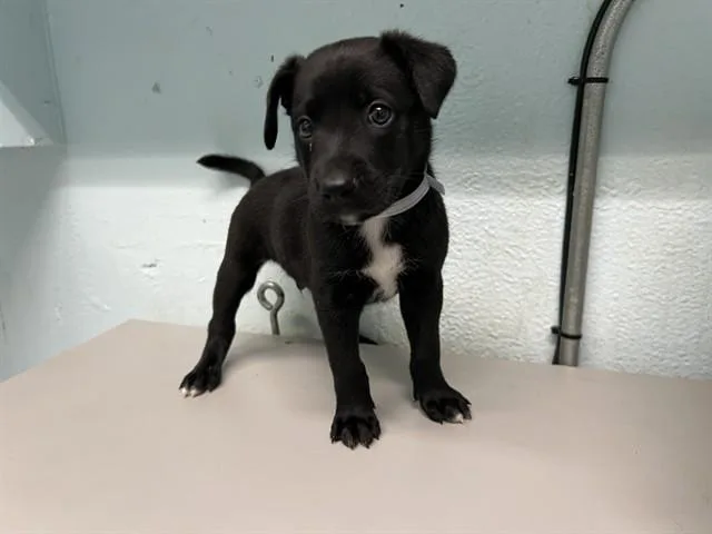 A baby small-sized male Labrador Retriever dog named Pauly D for adoption in Lancaster, CA