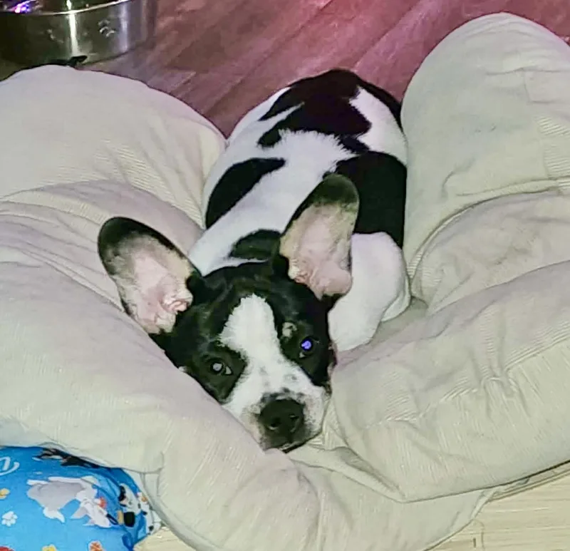 A baby small-sized male White / Cream French Bulldog dog named Haggis for adoption in Austin, TX