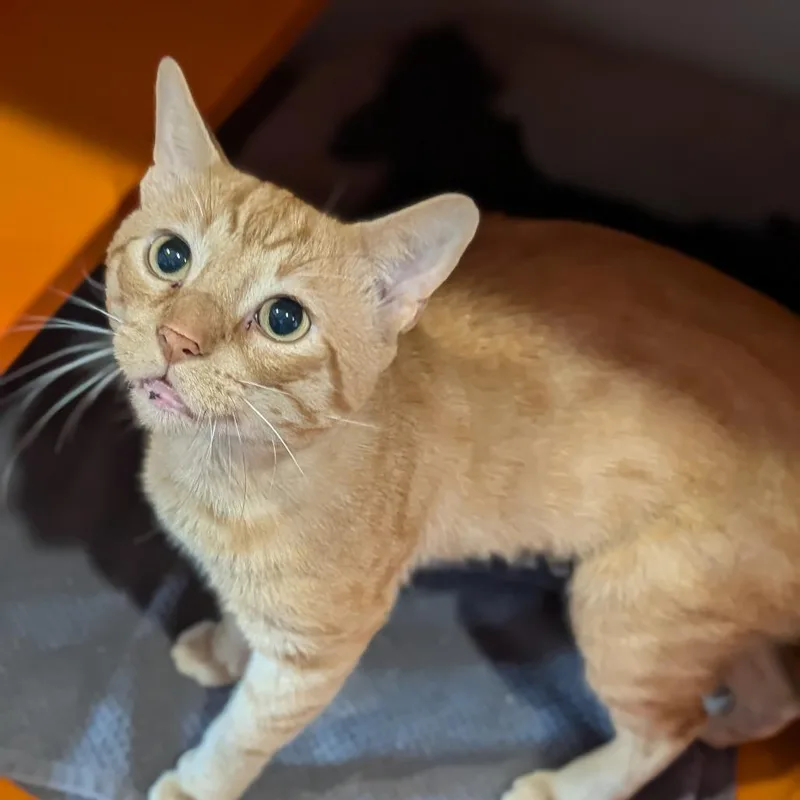 An adult medium-sized male Tabby (Orange / Red) Domestic Short Hair cat named Dr. Frankenstein for adoption in Cape Girardeau, MO