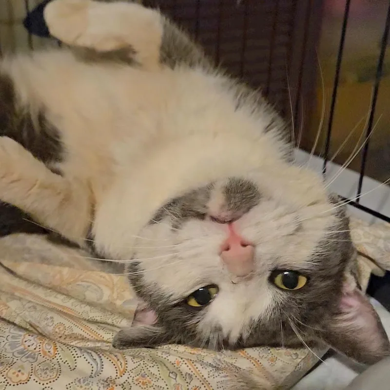 Sarge N ~ Belly thumbnail 2