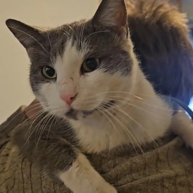 Sarge N ~ Belly thumbnail 3